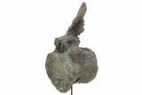 Fossil Sauropod Caudal Vertebra with Metal Stand - Colorado #335457-1